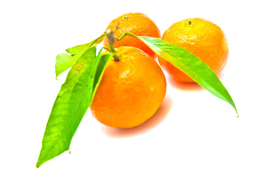 三求購(gòu)在樹枝上