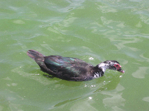 特拉維夫開始公園番鴨2005