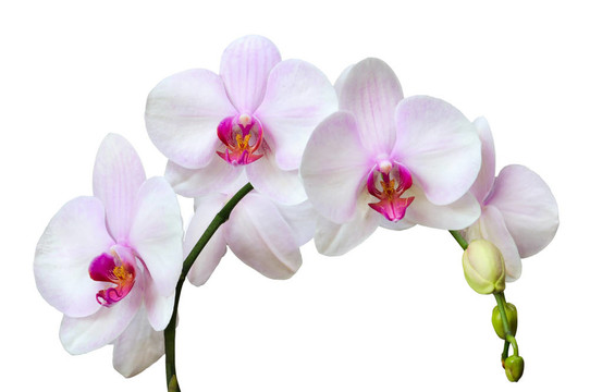 蘭花