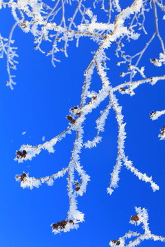 Frost和耳環(huán)