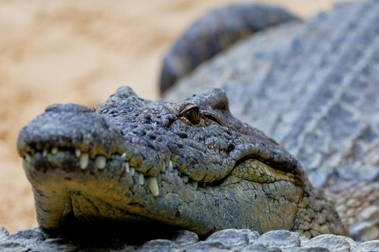 尼羅河鱷魚(yú)；Crocodylus niloticus
