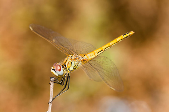蜻蜓（sympetrum SP）