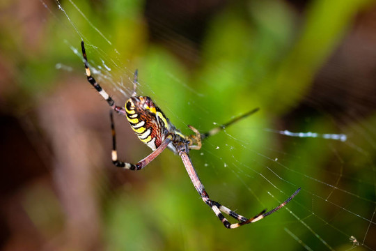 蜘蛛；Argiope bruennichi