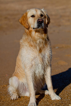 金毛獵犬