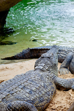 尼羅河鱷魚(yú)；Crocodylus niloticus