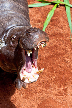 河馬侏儒；Hexaprotodon liberiensis