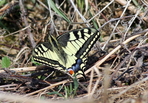 燕尾Butterfly2