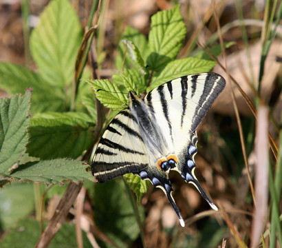 燕尾butterfly1