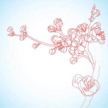背景與櫻花花