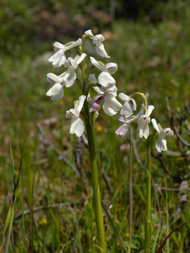 Orchis longicornu；var. alba