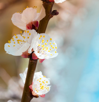 櫻花的花
