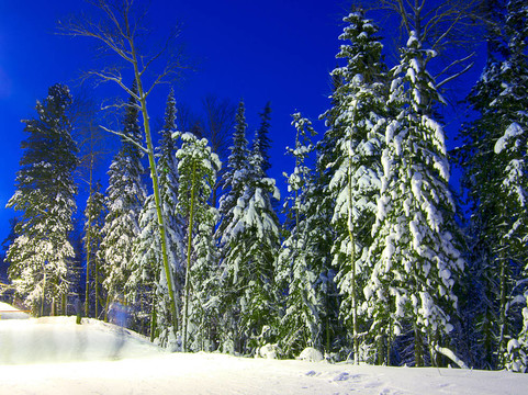 雪冷杉樹的夜間景觀