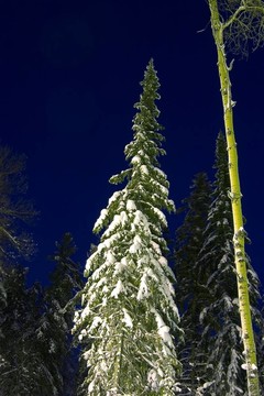 雪冷杉樹的夜間景觀
