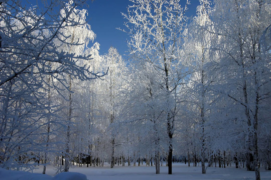 公園里的雪樹