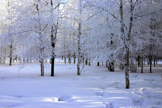 公園里的雪樹