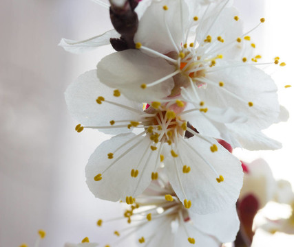 櫻花的花