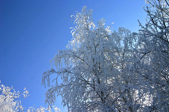 公園里的雪樹