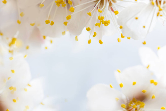 櫻花的花
