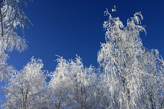 公園里的雪樹