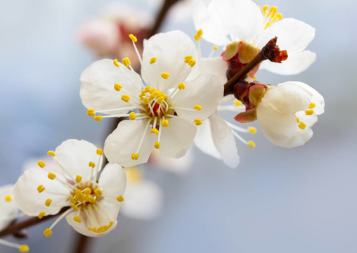 櫻花的花
