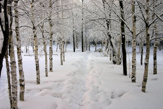 公園里的雪樹