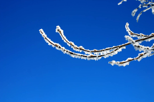 公園里的雪樹