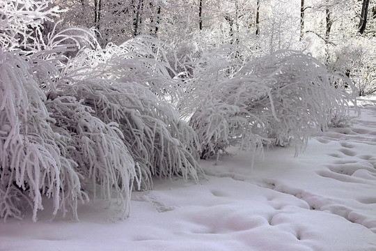 公園里的雪樹