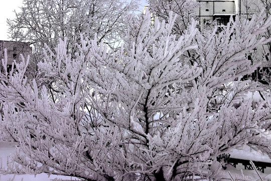 公園里的雪樹