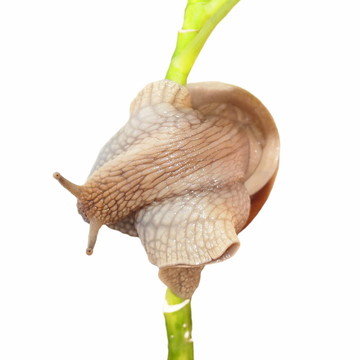 白底蝸牛