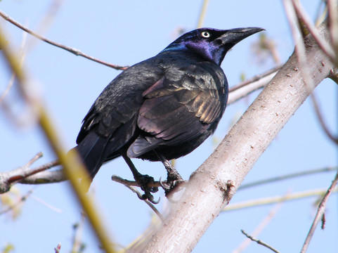 四月桑希爾黑羽椋鳥
