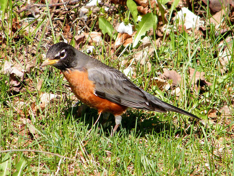 桑希爾美洲知更鳥2010