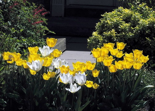 Thornhill White和黃色郁金香2008
