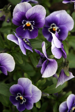 花9