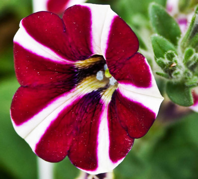 Flowers 20