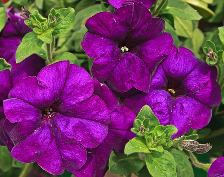 Flowers 24