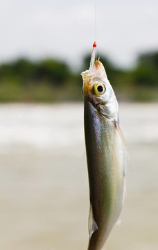 魚鉤上的魚