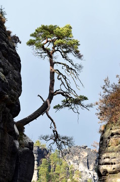 松樹(shù)