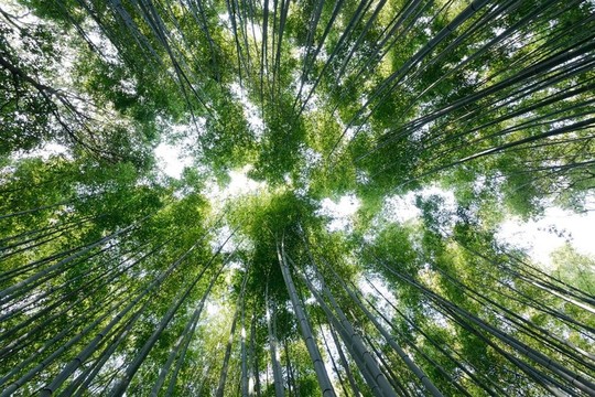 廣角竹林