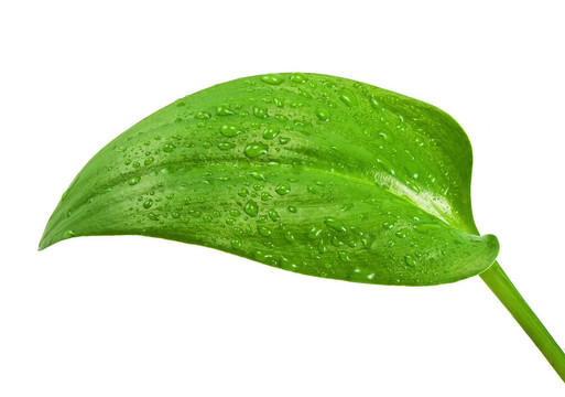 綠色植物葉片上的清水