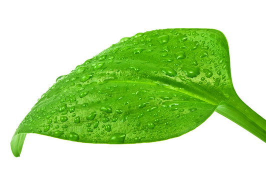 綠色植物葉片上的清水