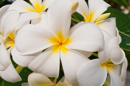 雞蛋花