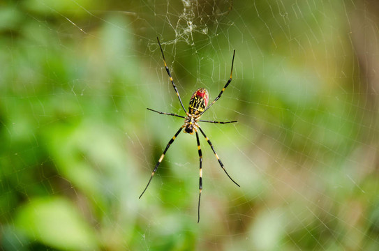 蜘蛛；Nephila clavata