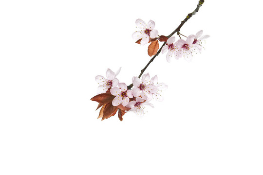 季節(jié)的櫻花