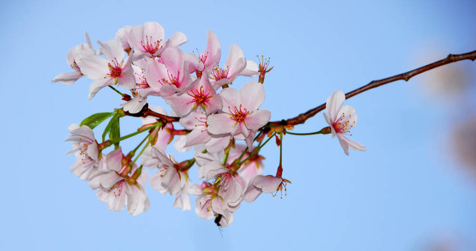 櫻花樹