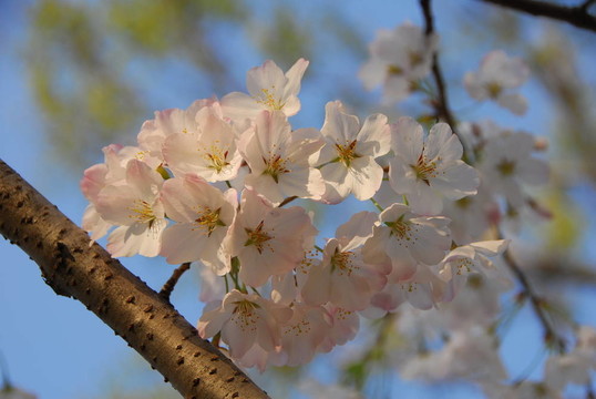 櫻花樹