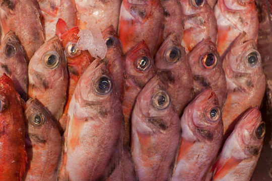 新鮮魚類。