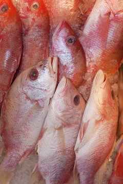 新鮮魚類。