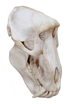 Baboon Skull分離