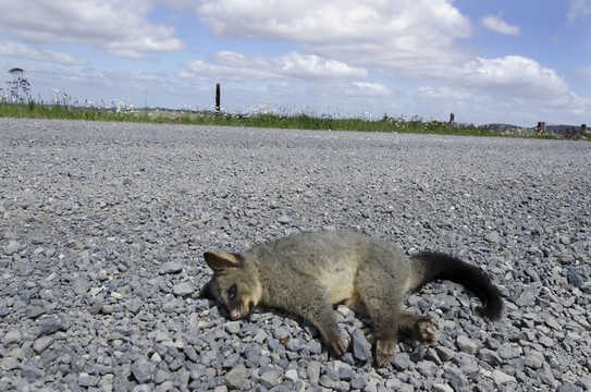 野生動物和動物，負鼠