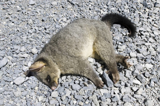 野生動物和動物，負鼠